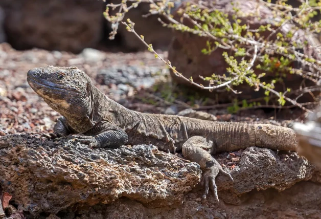 Lagarto gigante