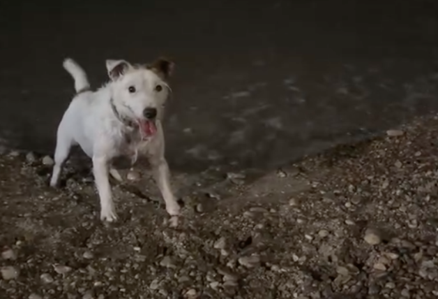 Antonio Orozco disfruta junto a su mascota en la playa.