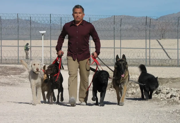 César Millán liderando una manada de perros.