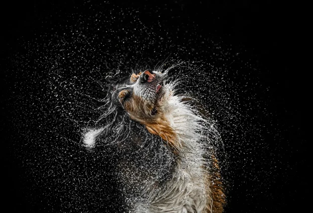 Les guste o no el agua, no hay perro que resista el líquido elemento sobre el pelaje. La sacudida del de la foto es un festival de gotitas.