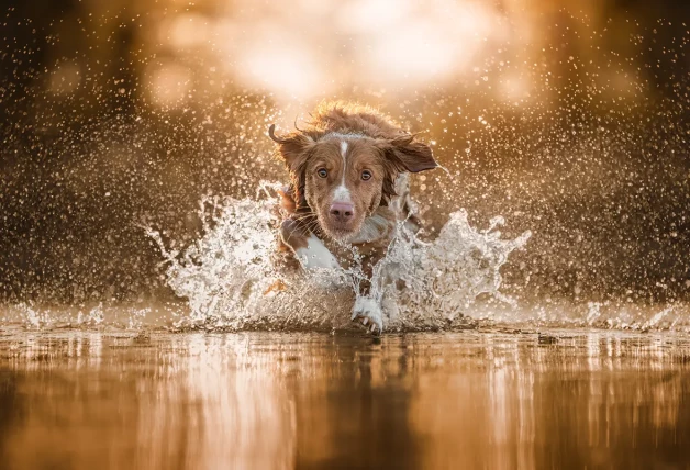 La imagen de este perdiguero corriendo por el agua ha merecido una mención por la concentración, energía y fortaleza que comunica.