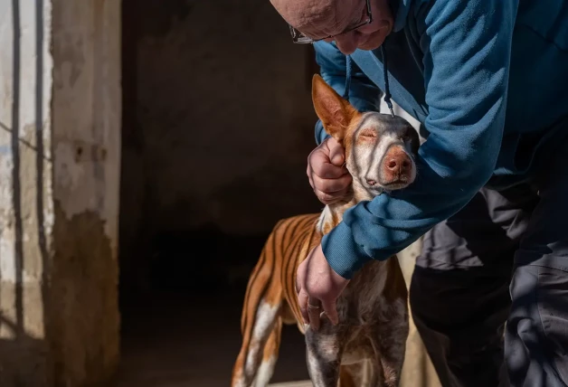 Cada año, tras la temporada de caza, cientos de podencos son abandonados en España. La oenegé Hope for Podencos lucha contra esa barbaridad. La foto, con Santos, uno de los salvados, es un homenaje a esta labor.