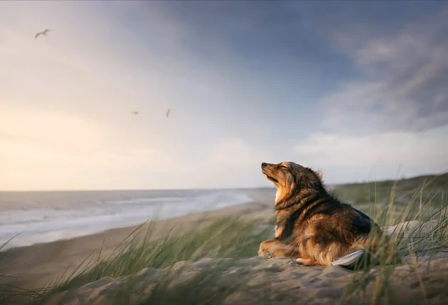 Le encanta pasear por la playa, pero lo que de verdad le pirra a Ivy es sentarse en la arena, cerrar los ojos y aspirar el increíble aroma de la brisa marina. ¡Sólo hace falta verla!