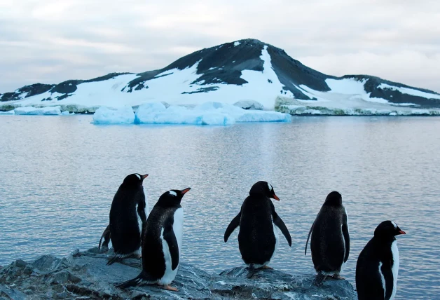 Entre sus habitantes figuran tambien los pingüinos.