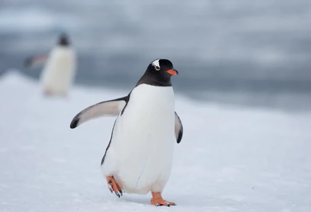 Pinguino andando.