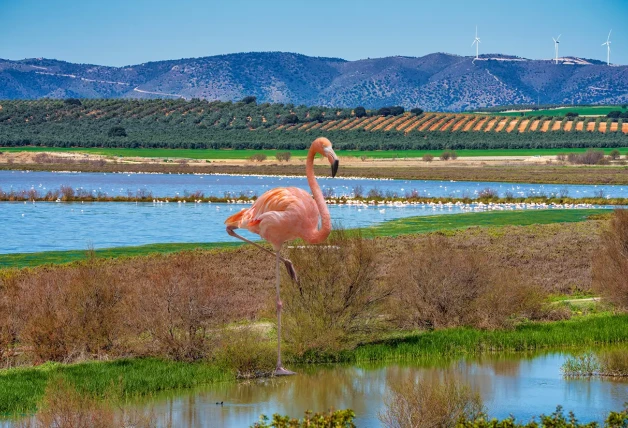 Laguna de fuente de piedra y un flamenco