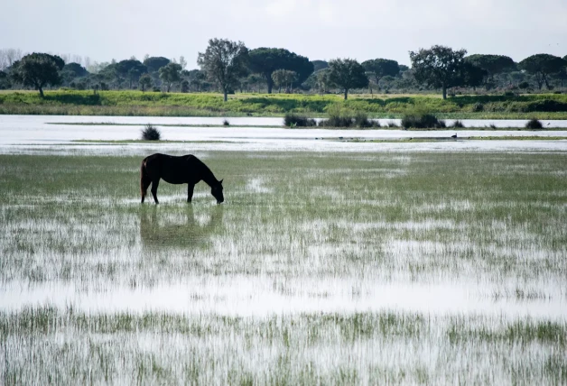 Caballo en Doñana