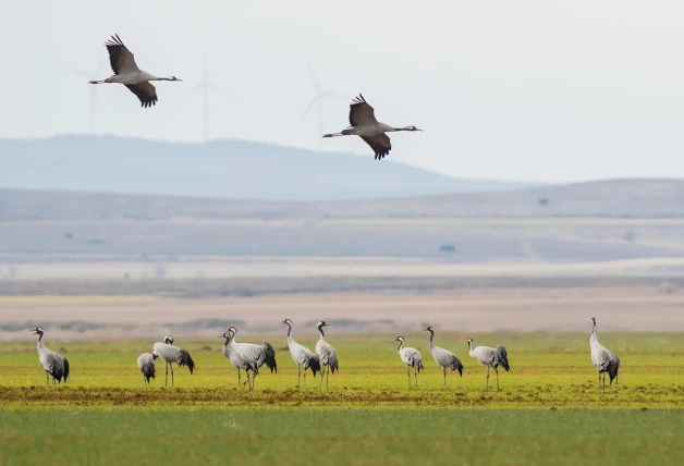 Cigüeñas en Gallocanta