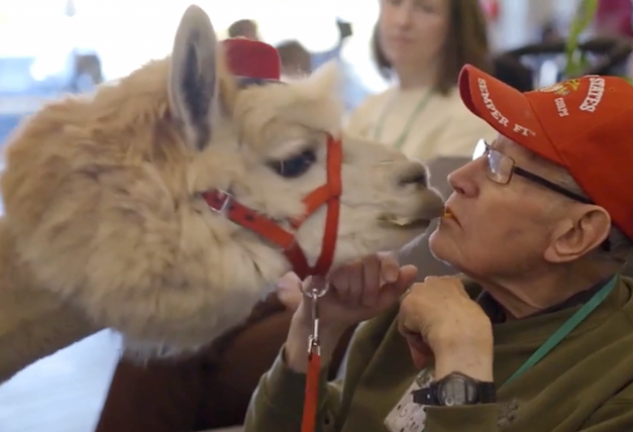 La presencia de llamas ayuda a reducir la presión arterial en los pacientes