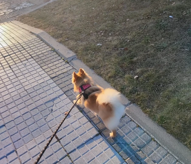 Chenoa con su perrita Cloe.