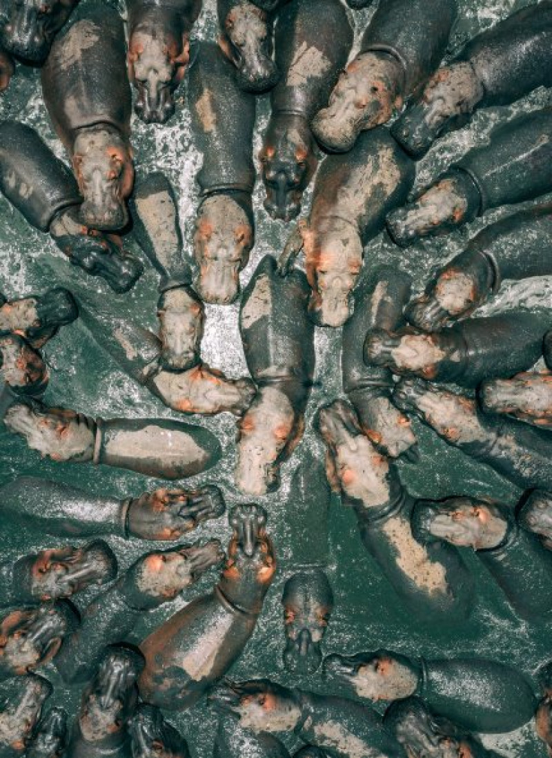 La fotografía ganadora captó a un grupo de hipopótamos chapoteando en el fango en el Parque Nacional del Serengueti (Tanzania).