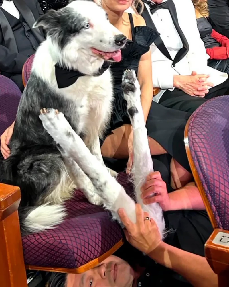 El perro Messi junto a la persona que movía las patas falsas para que pareciera que aplaudía.