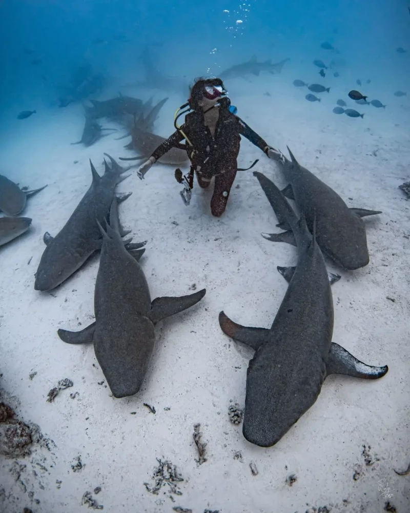 persona buceando entre tiburones