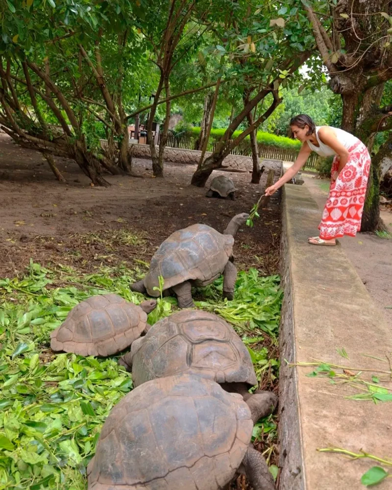 Tamara Falcó alimentando a un tortuga gigante.