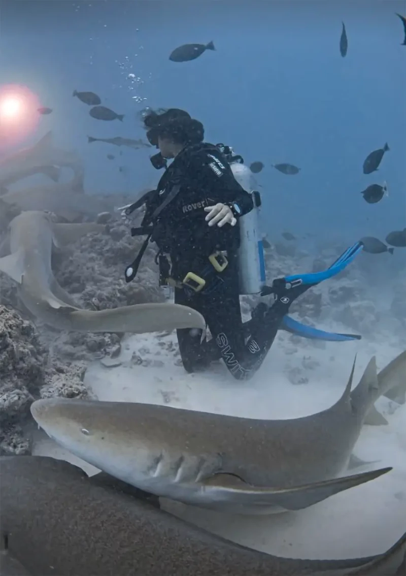 Victoria Federica buceando en Maldivas rodeada de tiburones.