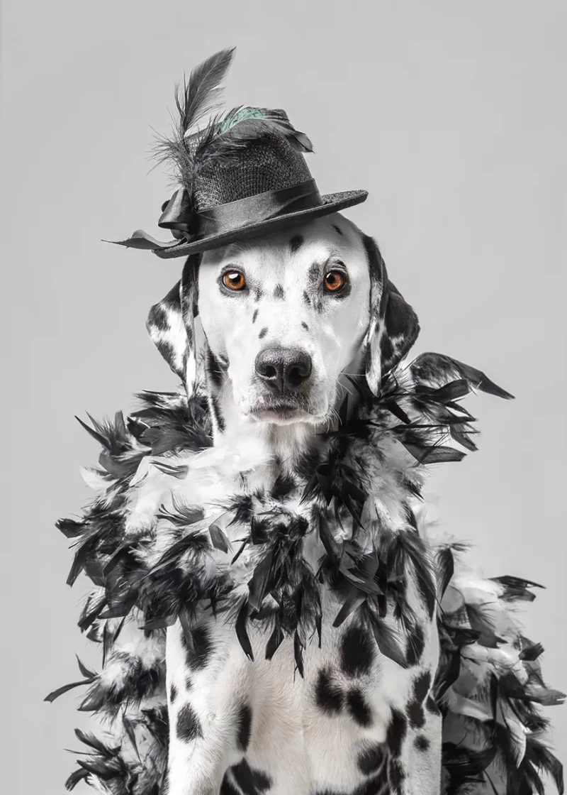 Un perro dálmata vestido con un sombrero y una boa de plumas.