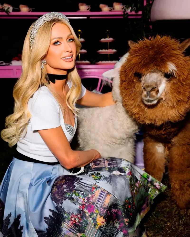 paris hilton alpacas