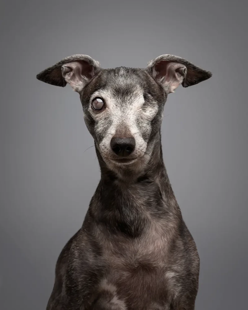 Galardonado con el tercer premio de la categoría Estudio, es el impresionante y emotivo retrato de uno de los perros de esta fotógrafa noruega, al que le falta un ojo. Tituló la foto: “Te veo”.