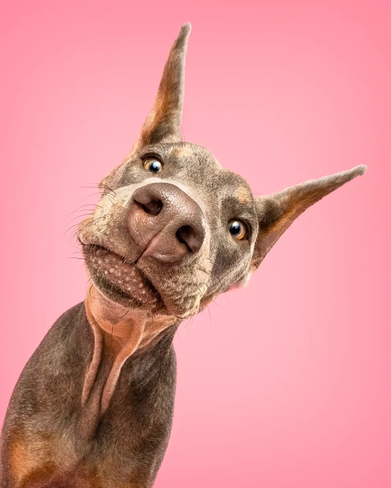 La simpática foto de Sáhara ganó el segundo premio en categoría Retrato. Este año, la edición de Premios de Fotografía Canina tuvo 1.700 fotos de más de 60 países.