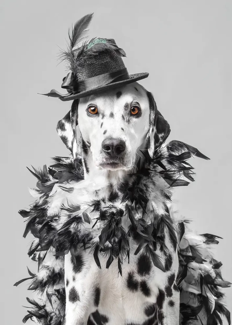 Vestida con una boa de plumas y sombrerito, Maggie tiene un aire tan humano que se diría que, más que ladrar, podría contarnos una interesante historia.