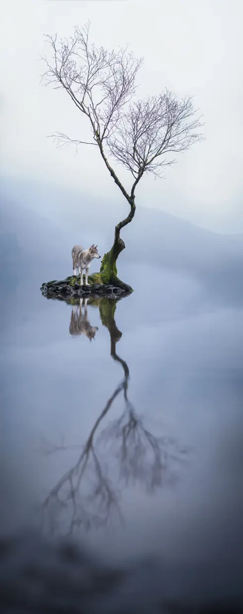 The-lone-wolf-and-the-Lone-tree