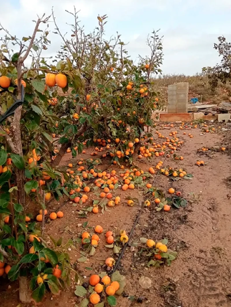 Las naranjas caídas por el suelo.