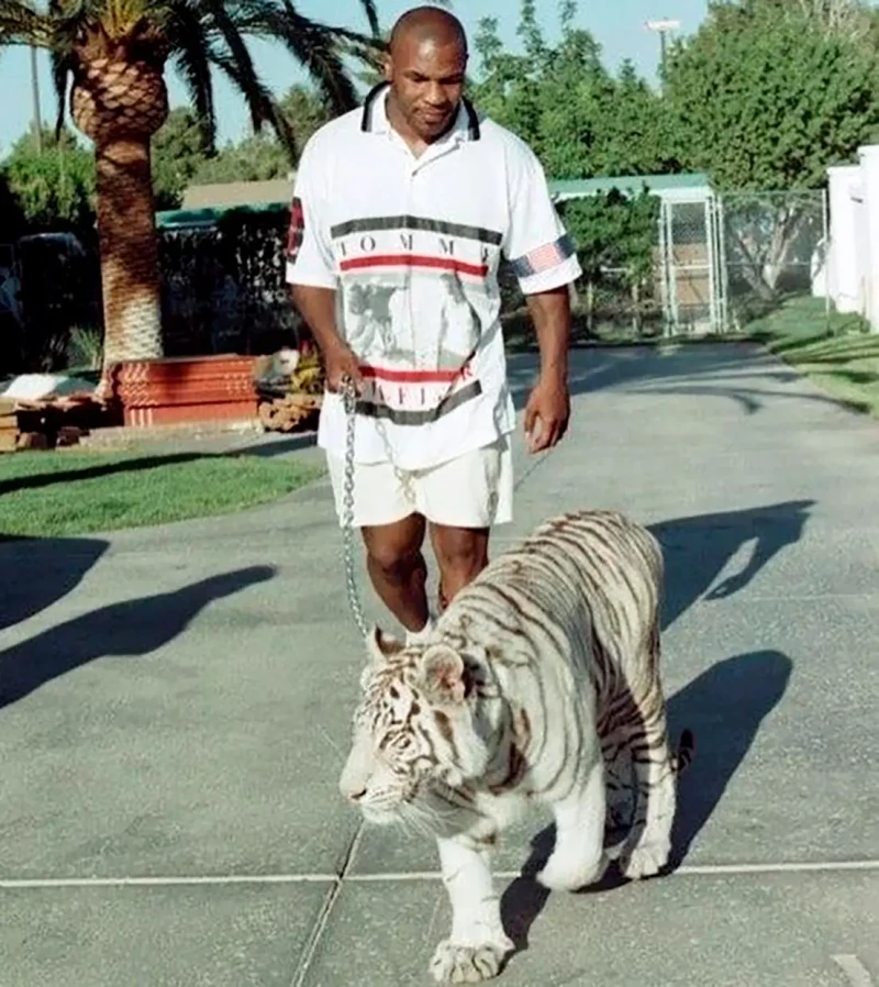 Mike Tyson con su tigre.