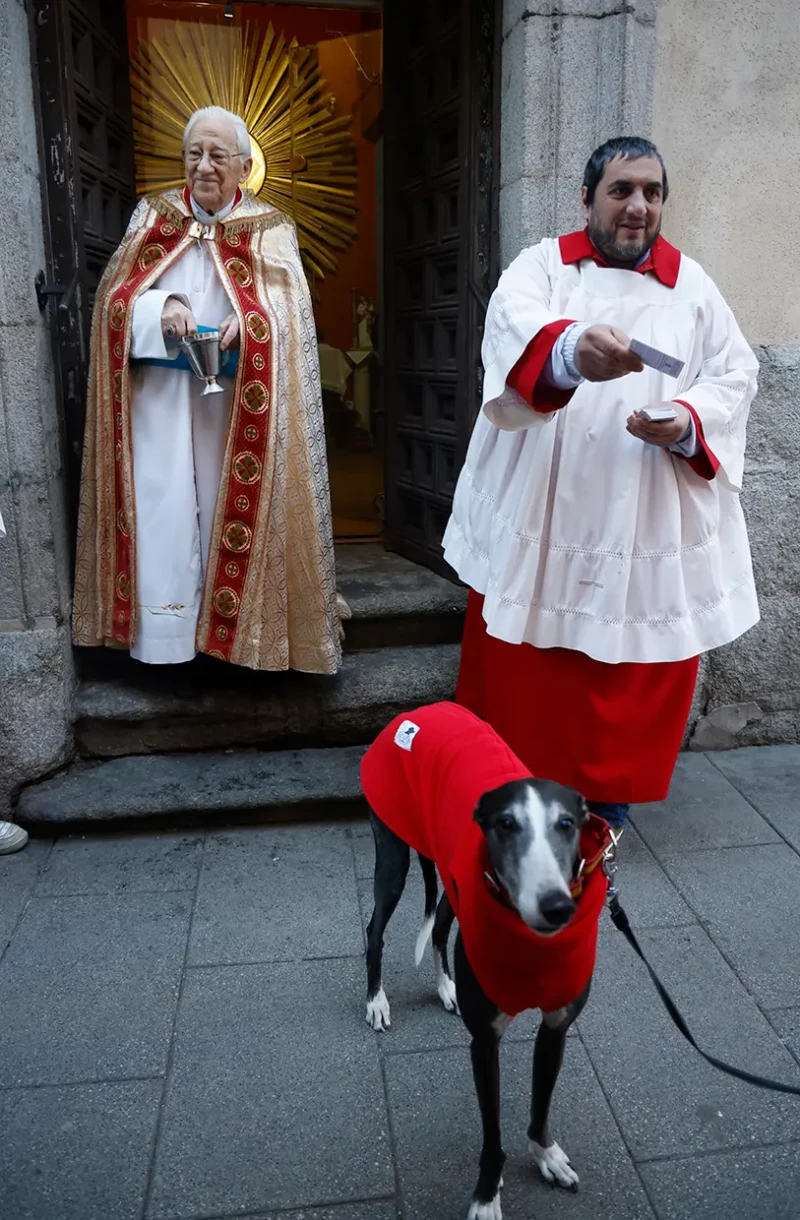 Padre Ángel bendición animales