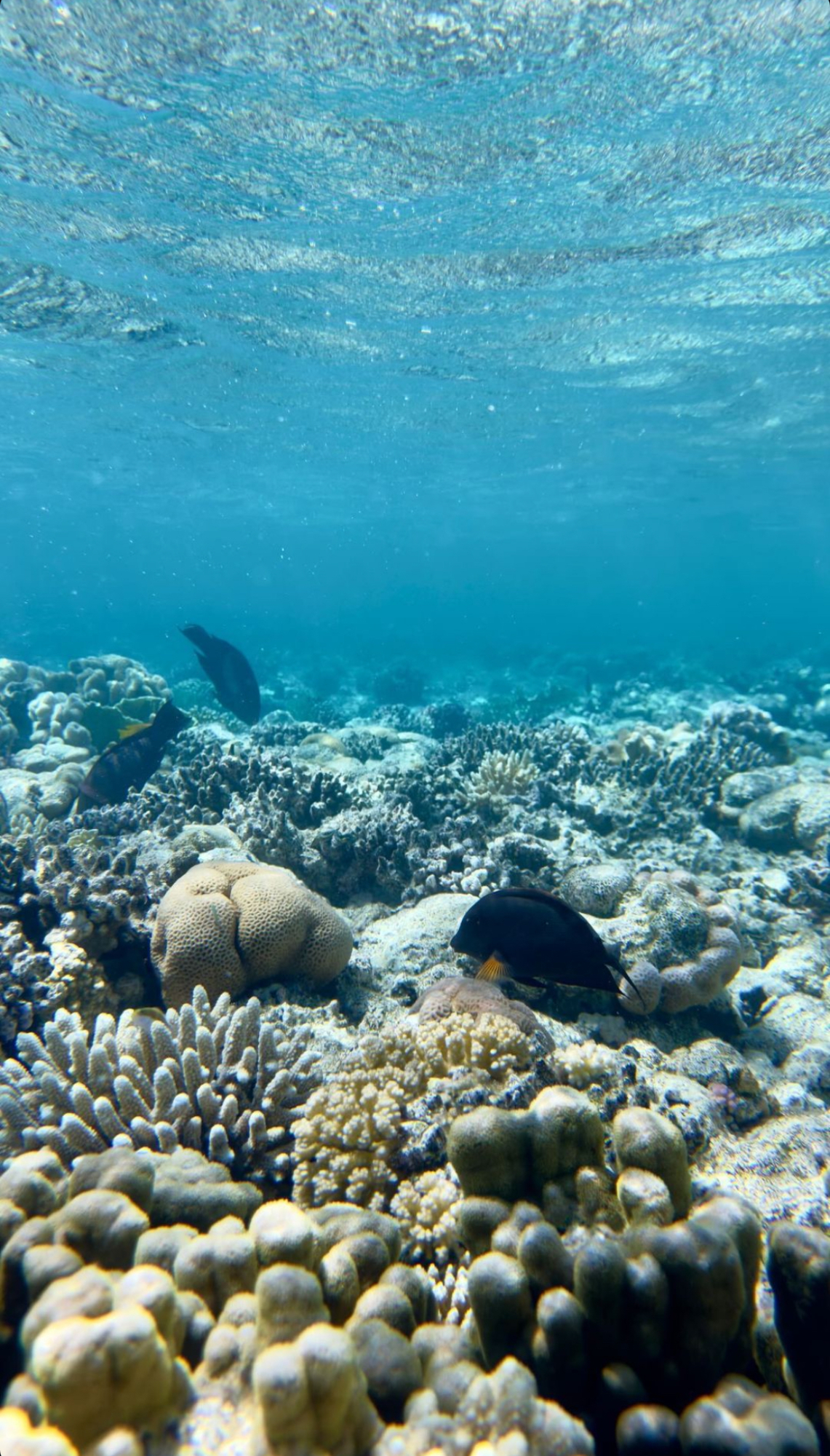 Isa Pantoja deseaba hacer snorkel.