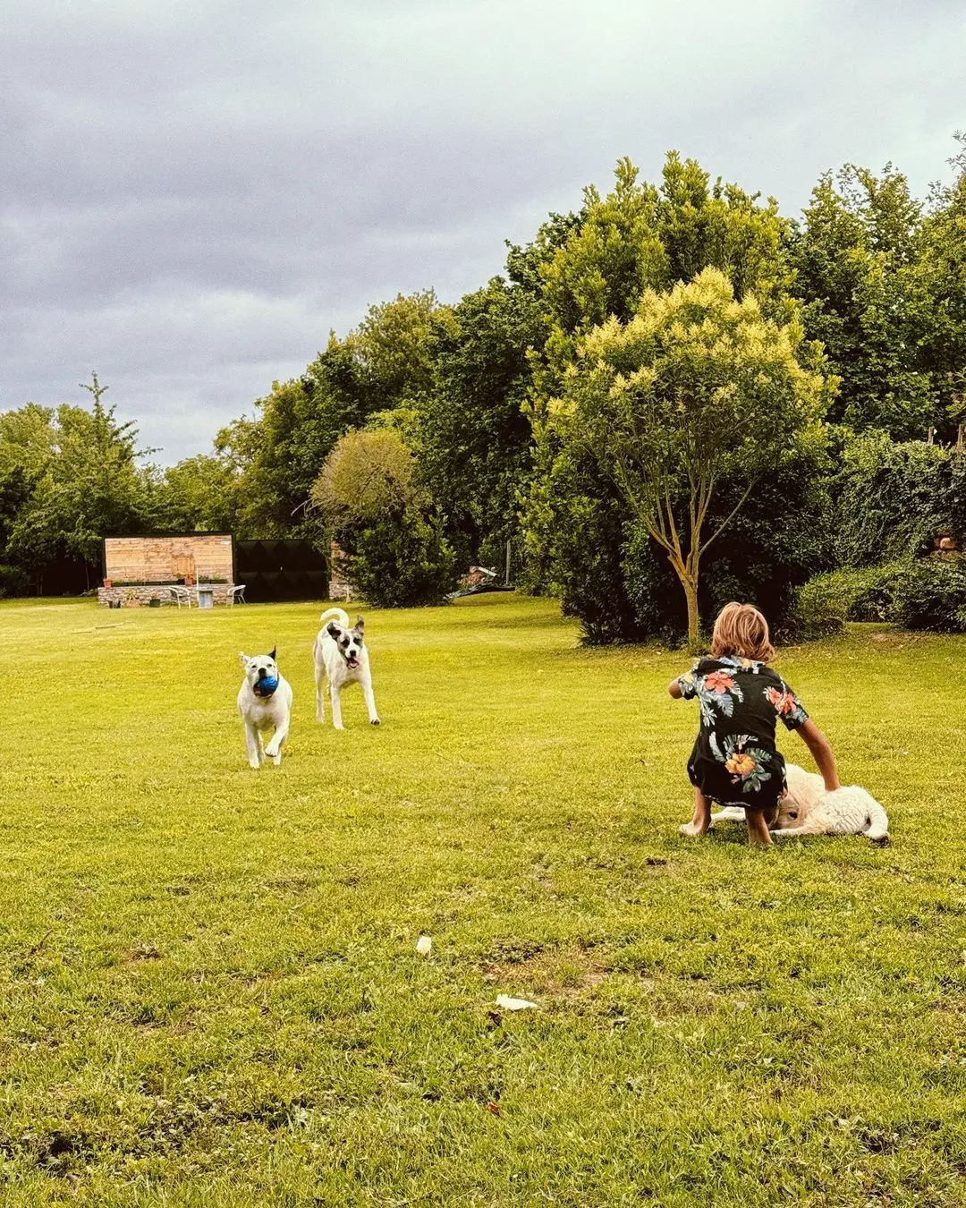 Daniel jugando con los perros.