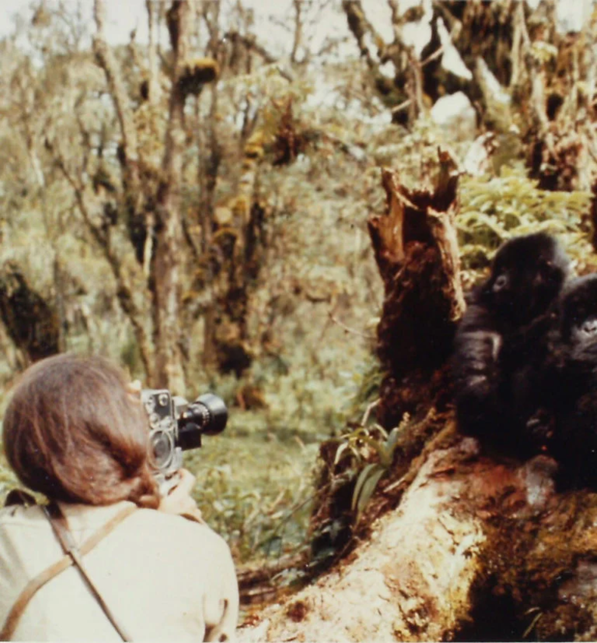 Dian Fossey fotografiando a unos gorilas