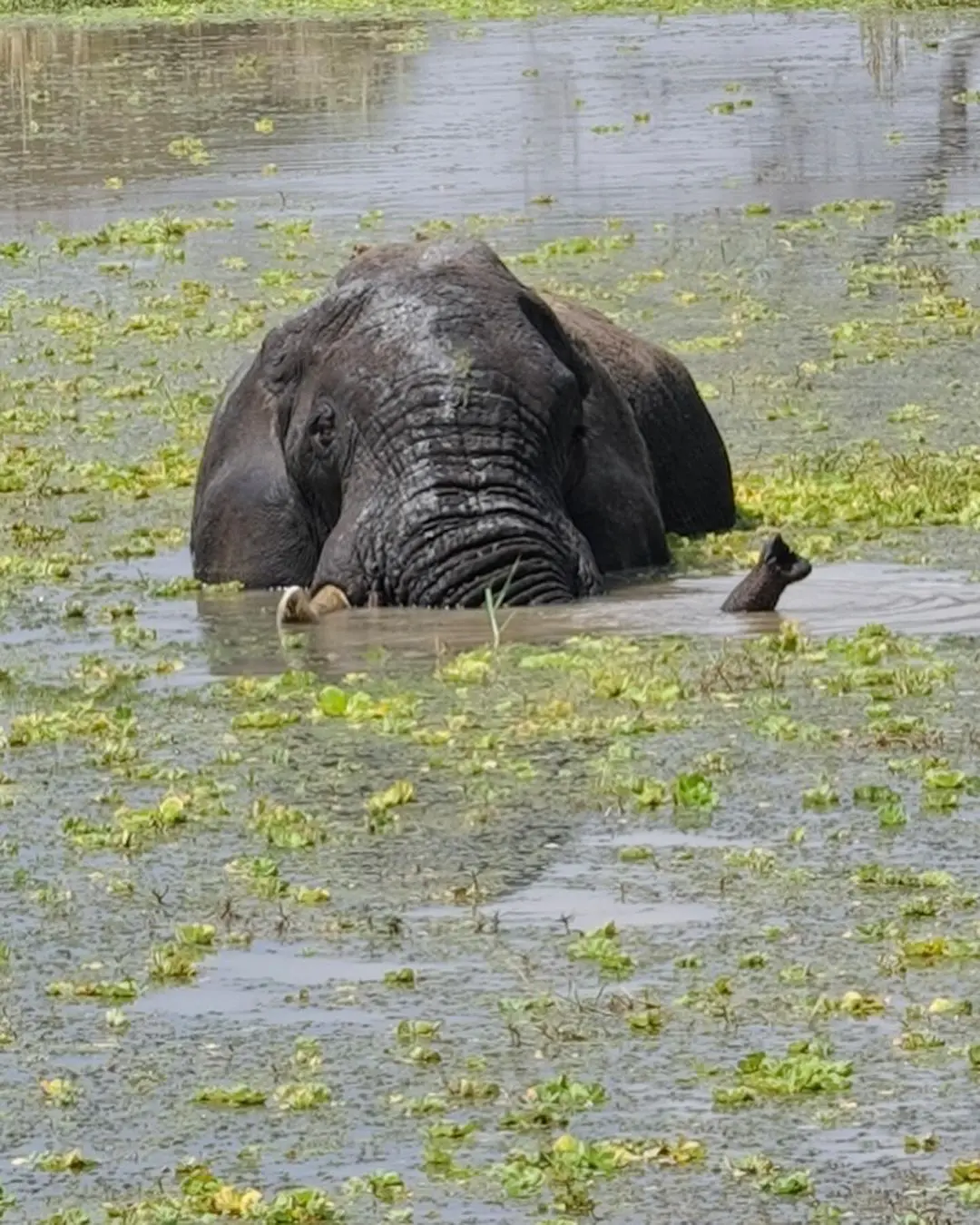 Un elefante se bañó a pocos metros de la pareja.