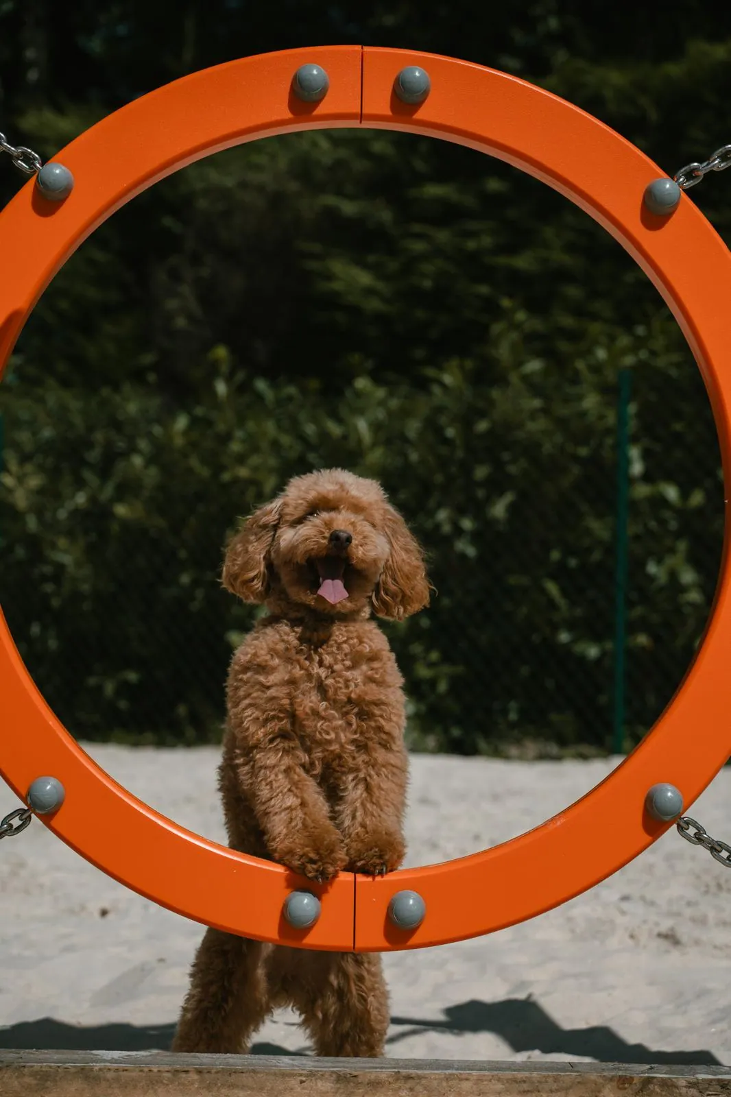 El negocio está pensado para dar solución a los dueños de perros que se toman vacaciones o deben ausentarse.