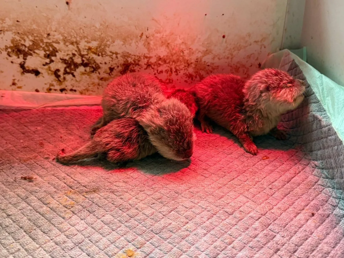 Animales incautados a Frank Cuesta por la policía de Tailandia.