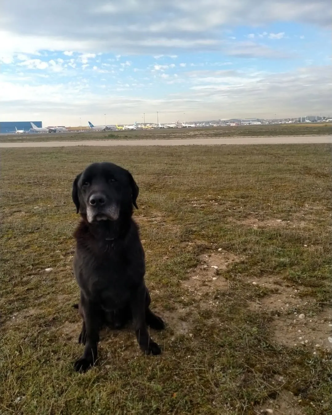 eugenia martinez de irujo adopta 2 perros guardia civil