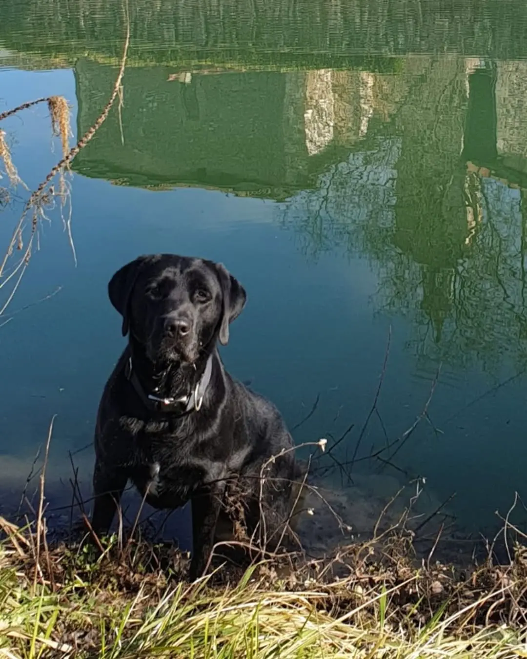 eugenia martinez de irujo adopta 2 perros guardia civil